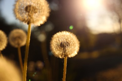 Beautiful fluffy dandelions outdoors on sunny day, closeup