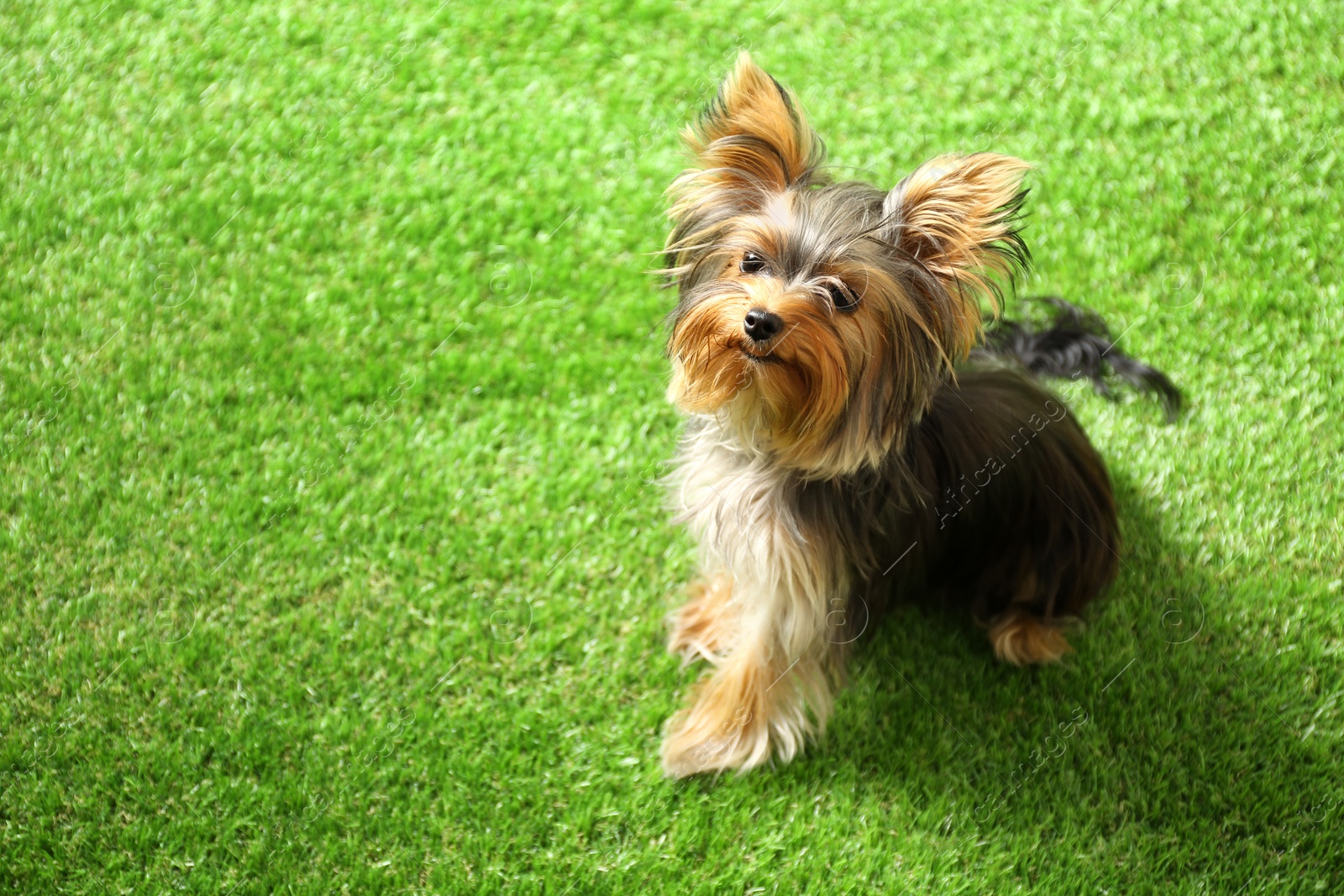 Photo of Adorable Yorkshire terrier on green grass, space for text. Cute dog