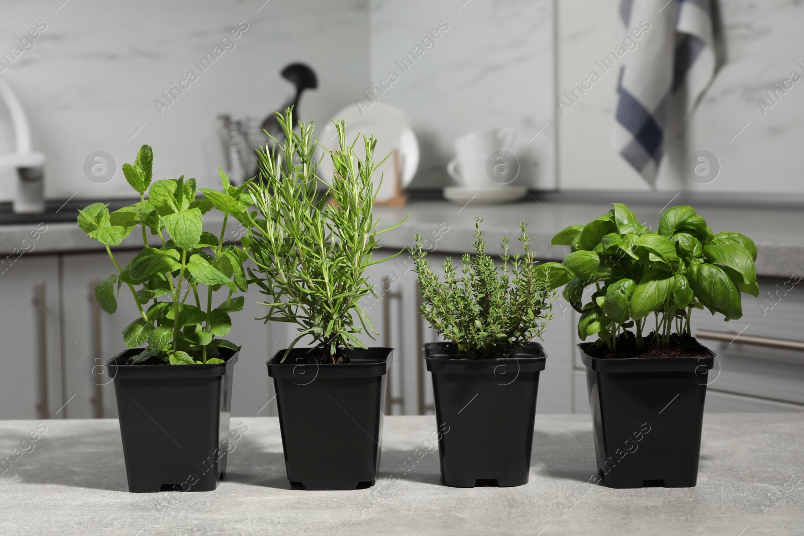 Photo of Pots with basil, thyme, mint and rosemary on grey table in kitchen