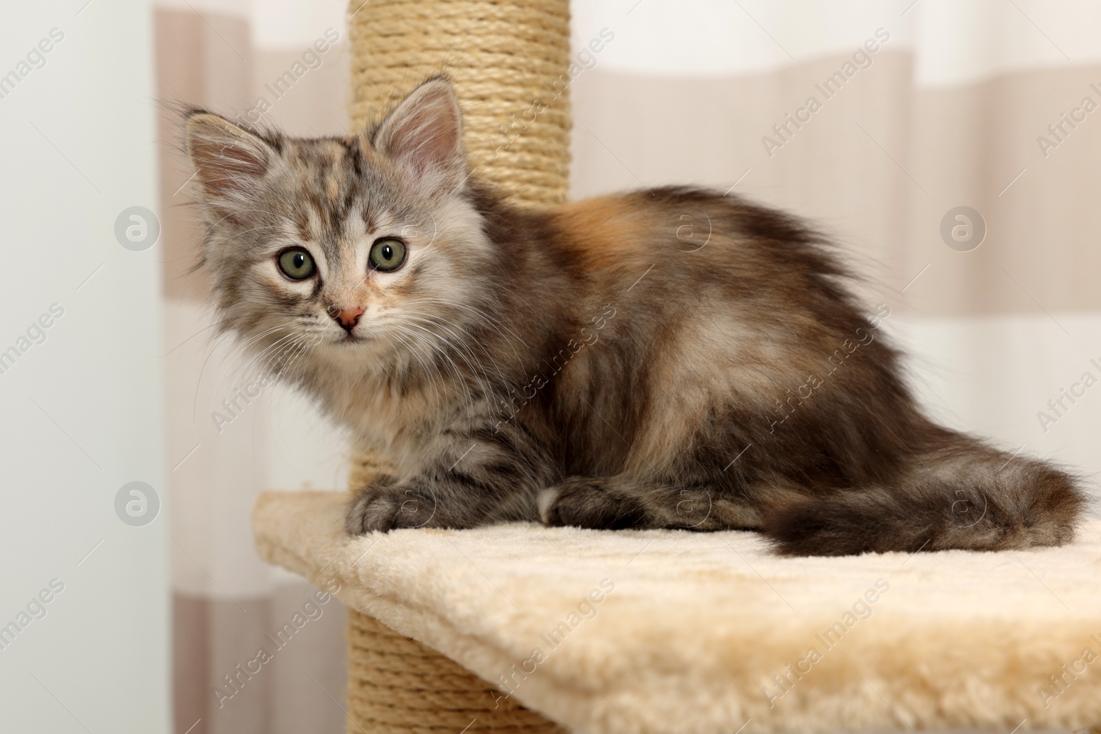 Photo of Cute fluffy kitten on cat tree at home