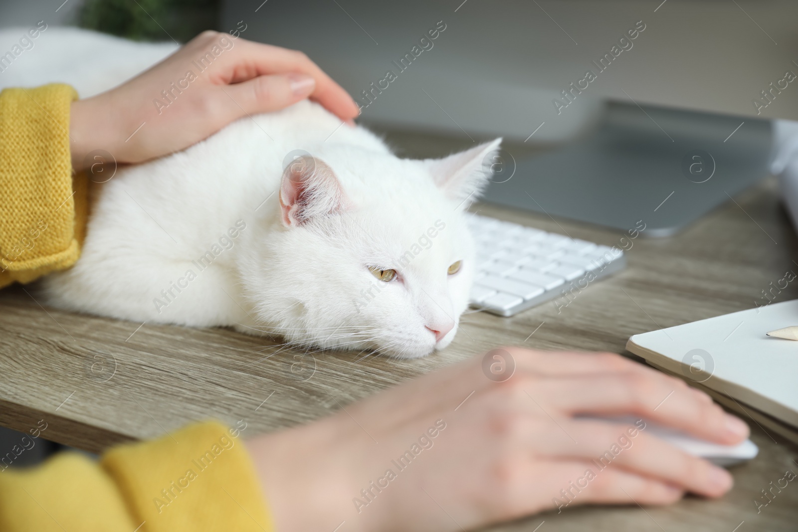 Photo of Adorable white cat lying near keyboard on table and distracting owner from work, closeup