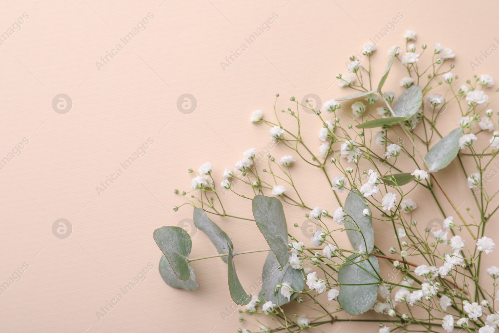 Photo of Beautiful gypsophila flowers and eucalyptus branches on beige background, top view. Space for text