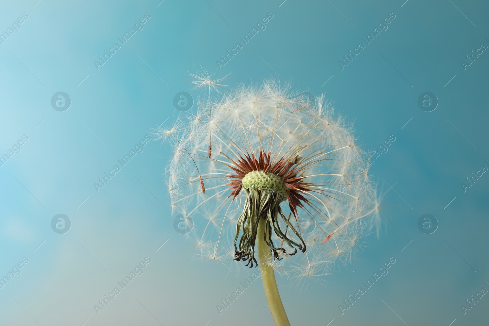 Photo of Beautiful dandelion flower on light blue background, closeup