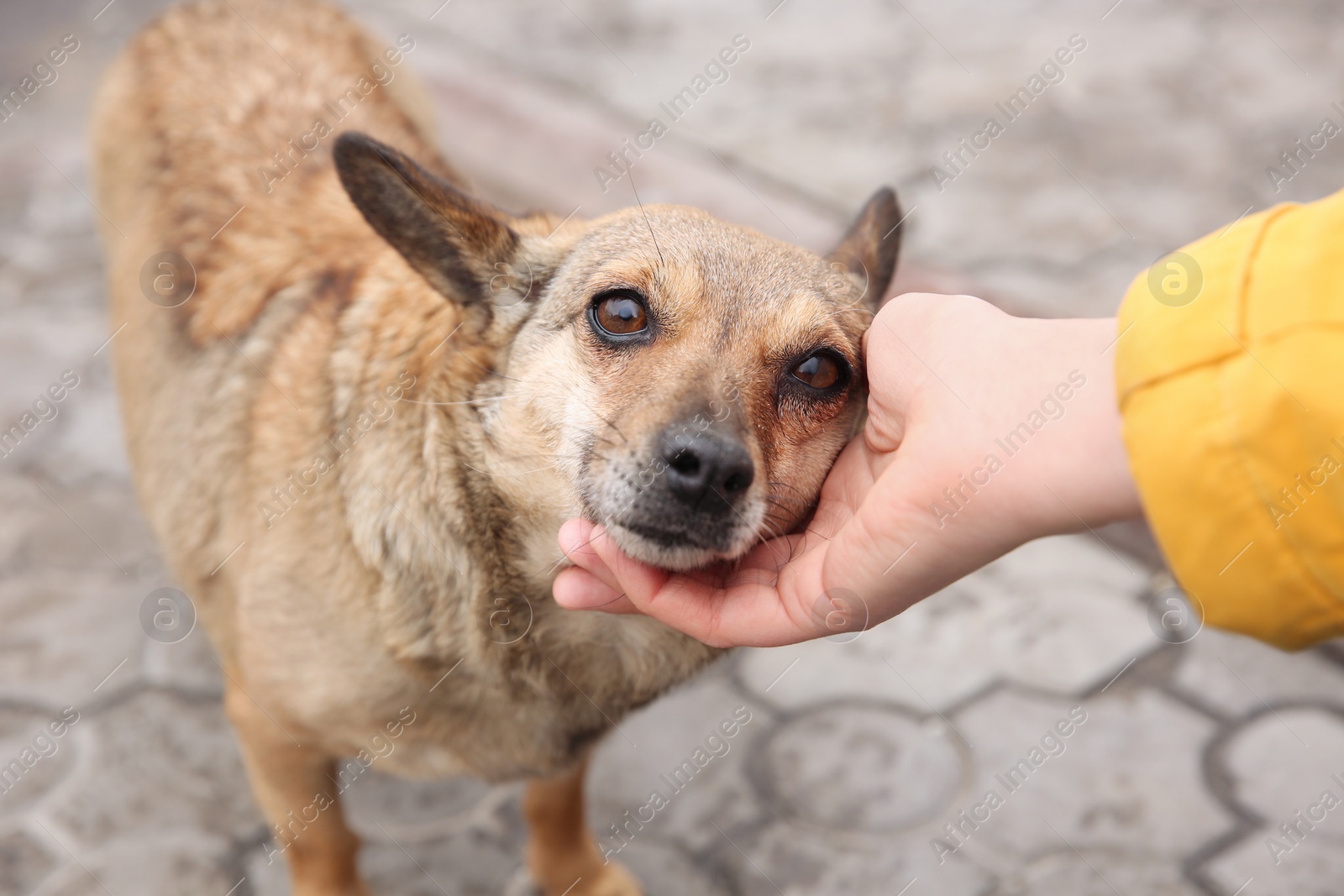 Photo of Woman stroking homeless dog on city street, closeup. Abandoned animal