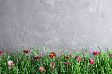 Vibrant green grass with beautiful flowers against grey background, space for text