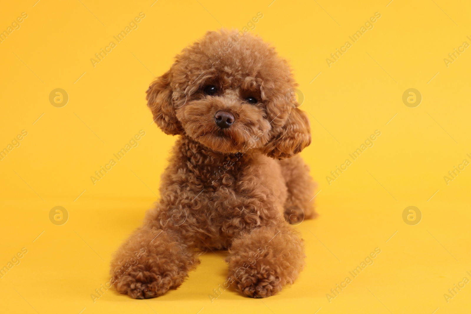 Photo of Cute Maltipoo dog on orange background. Lovely pet