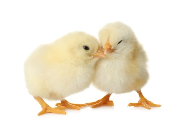 Cute fluffy baby chickens on white background. Farm animals