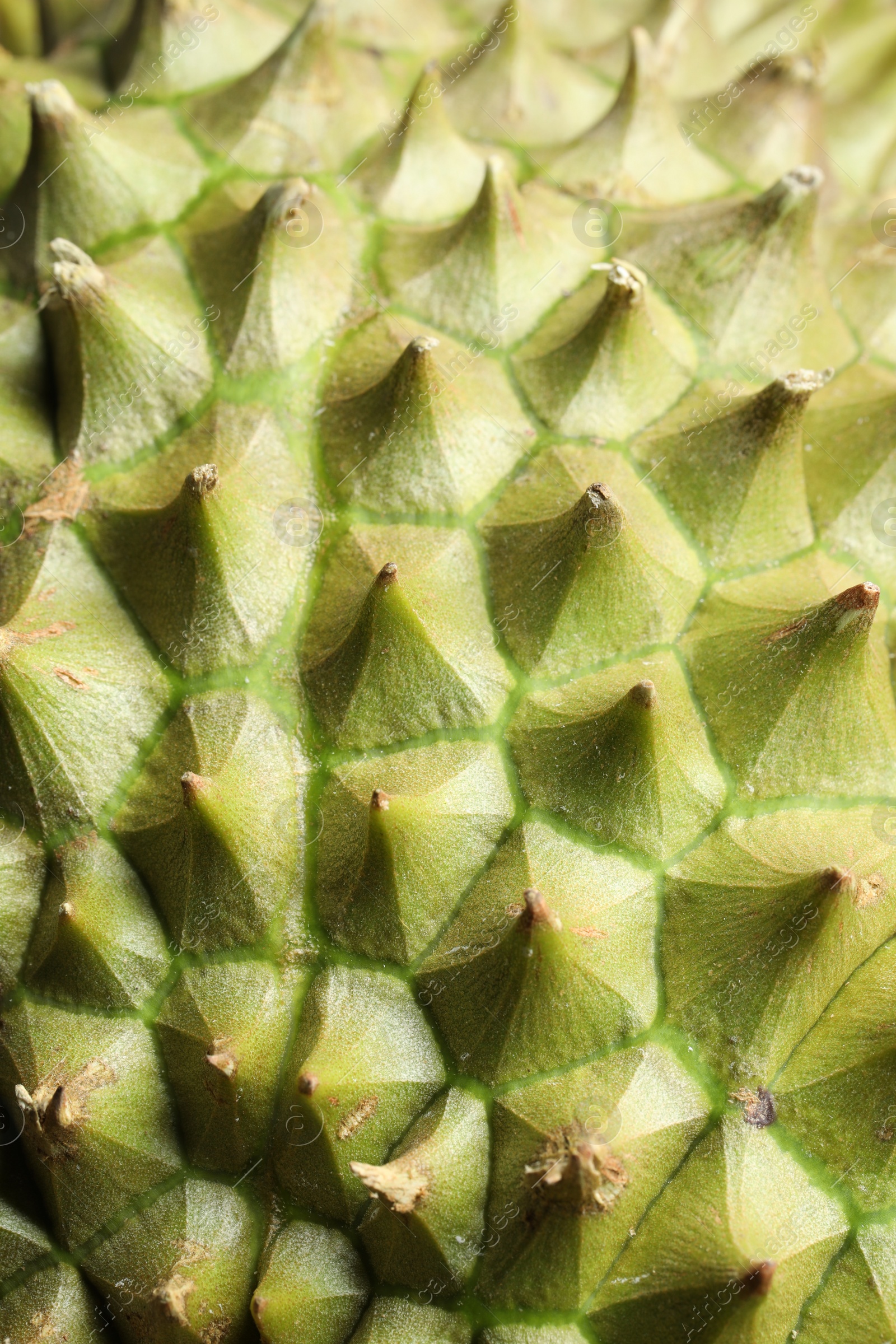 Photo of Closeup view of ripe durian as background