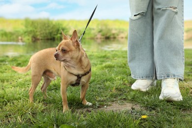 Photo of Woman walking with her chihuahua dog on green grass in park, closeup
