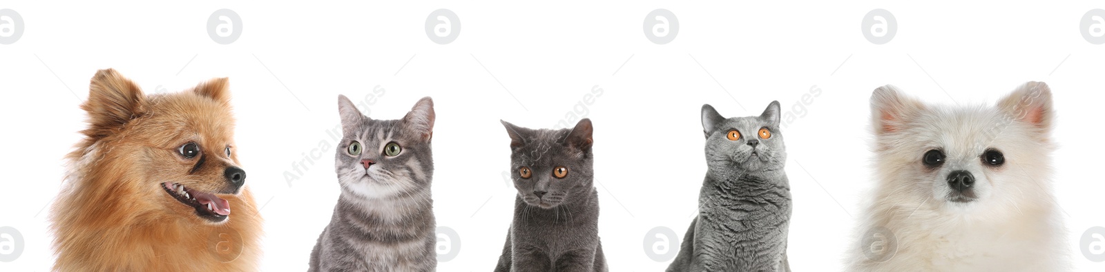 Image of Cute funny cats and dogs on white background. Banner design