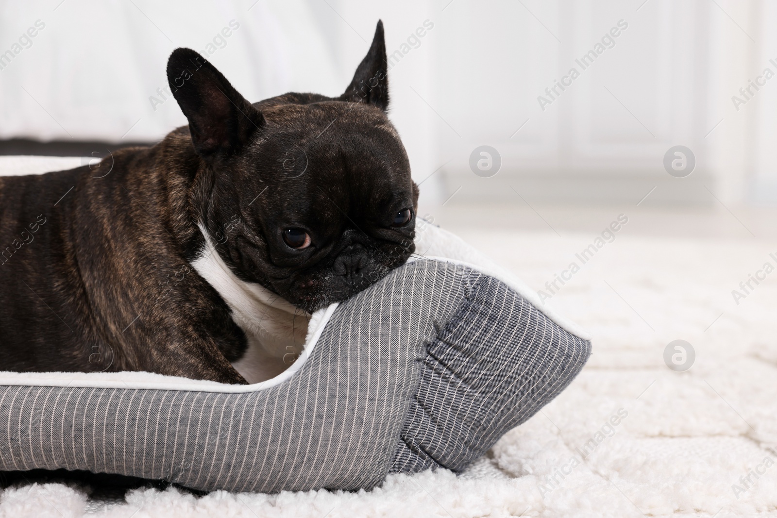 Photo of Adorable French Bulldog lying on dog bed indoors. Lovely pet