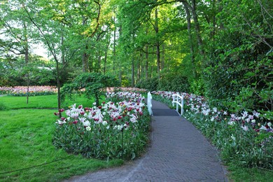 Park with beautiful flowers and bridge over canal. Spring season