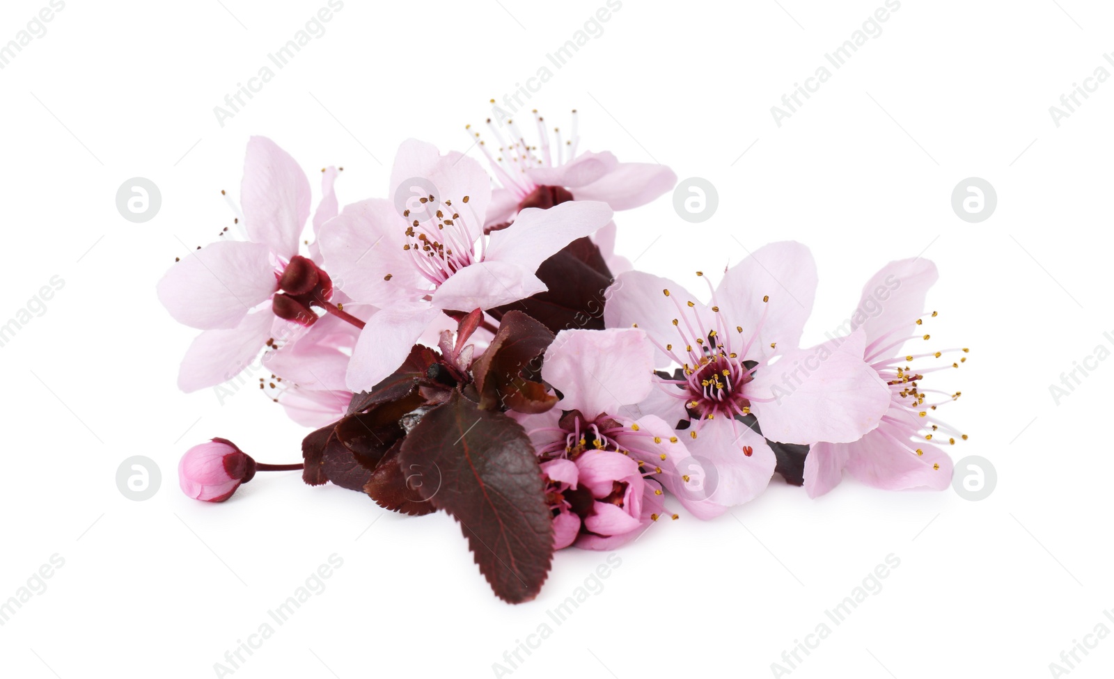 Photo of Beautiful spring tree blossoms isolated on white