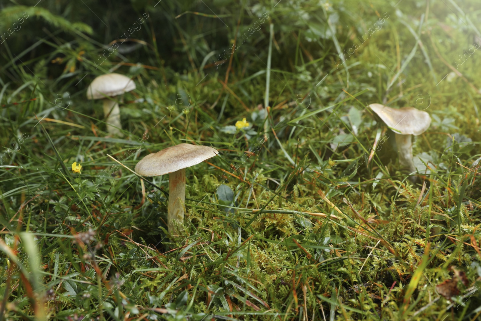 Photo of Many poisonous mushrooms growing in green forest