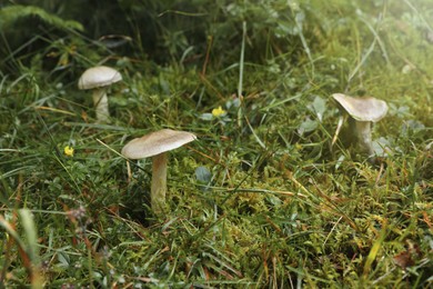 Photo of Many poisonous mushrooms growing in green forest