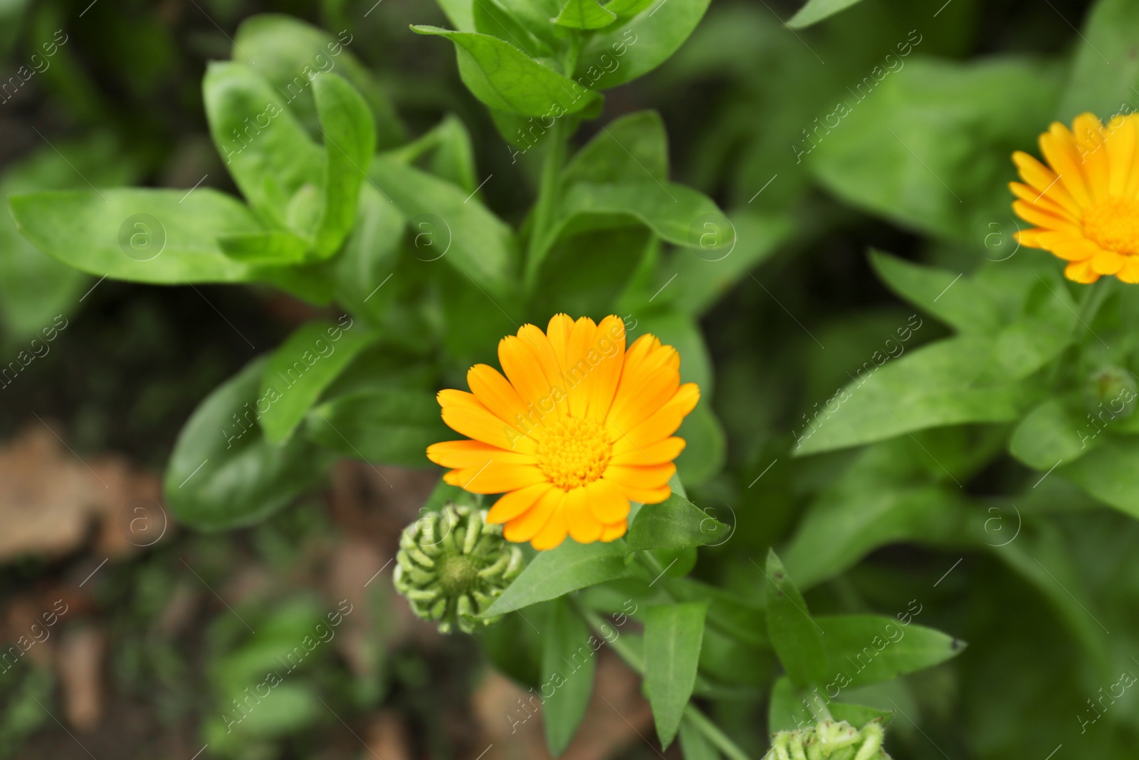 Photo of Beautiful blooming calendula flower growing outdoors, closeup