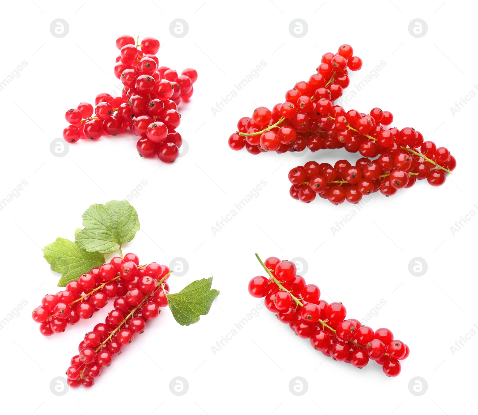 Image of Fresh red currants on white background, collection