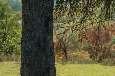 View on tree in forest on sunny day. Space for text