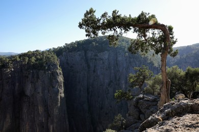 Photo of Beautiful landscape with tree on rocky cliff