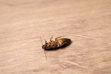 Photo of Dead cockroach on wooden floor, closeup. Pest control
