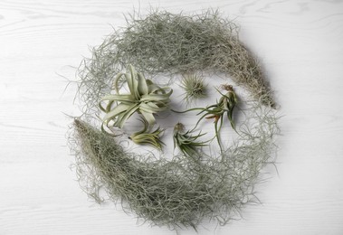 Photo of Different tillandsia plants on white wooden table, flat lay. House decor