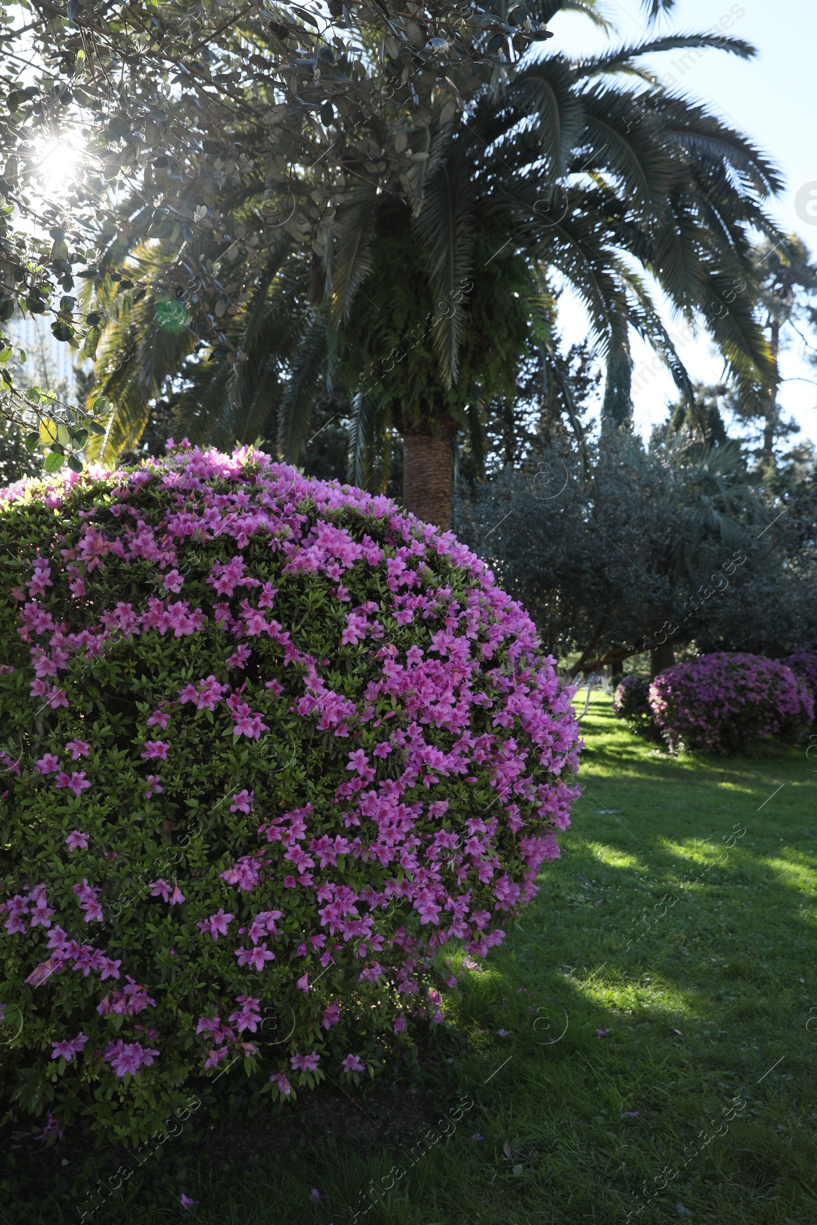 Photo of Beautiful Rhododendron bush with pink flowers growing in park