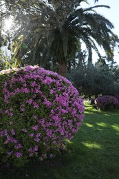 Photo of Beautiful Rhododendron bush with pink flowers growing in park