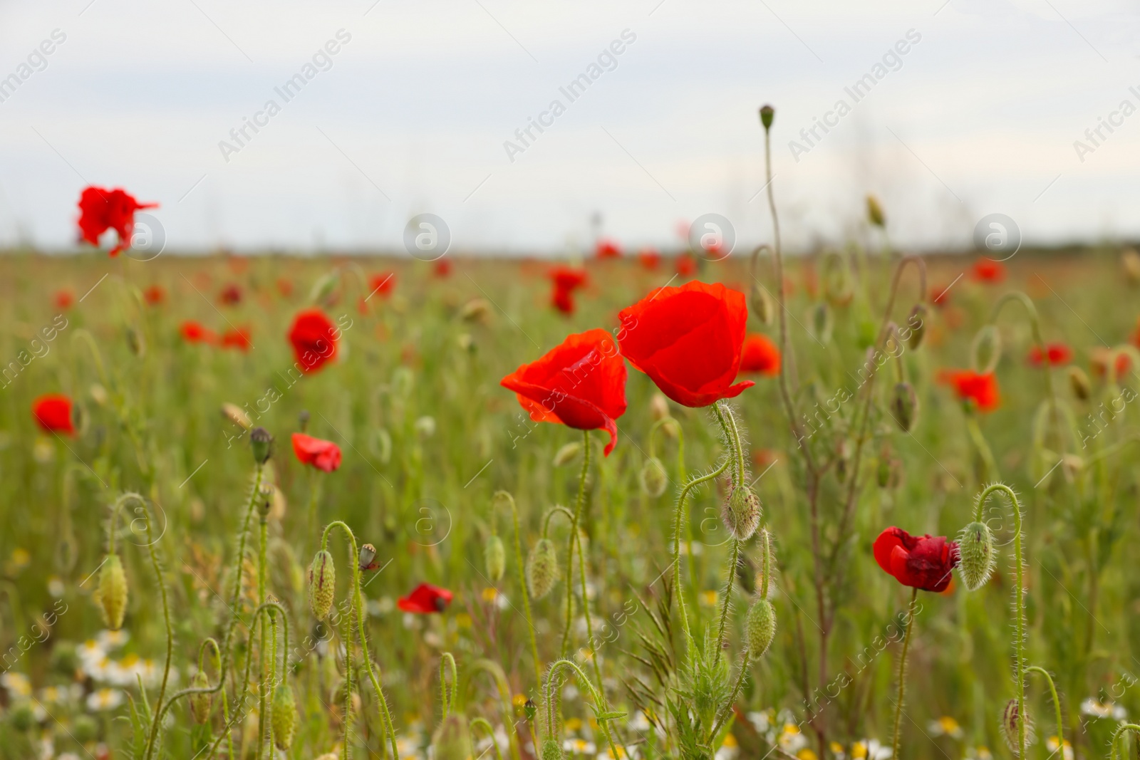 Photo of Beautiful red poppy flowers growing in field, closeup