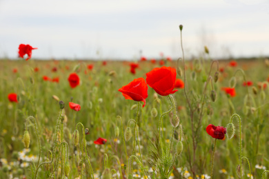 Beautiful red poppy flowers growing in field, closeup