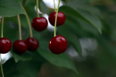 Photo of Closeup view of cherry tree with ripe red berries outdoors. Space for text