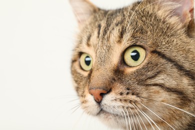 Closeup view of tabby cat with beautiful eyes on light background