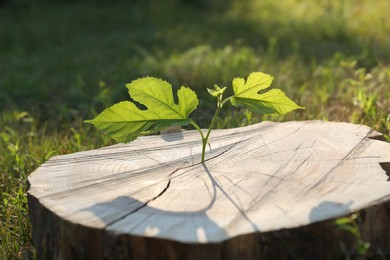 Green seedling growing out of stump outdoors on sunny day. New life concept