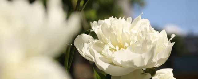 Photo of Closeup view of blooming white peony bush outdoors