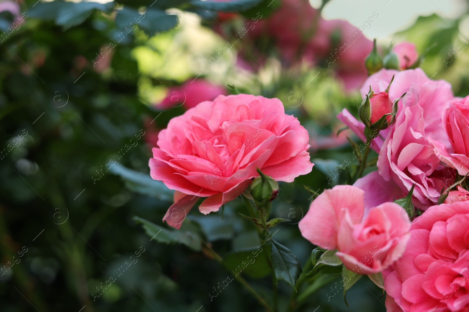 Photo of Closeup view of beautiful blooming rose bush outdoors on summer day