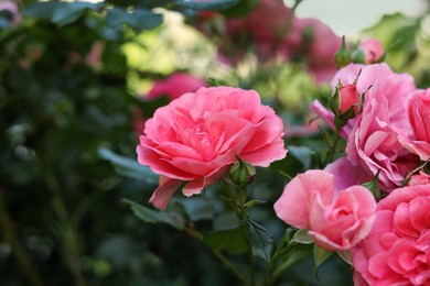 Closeup view of beautiful blooming rose bush outdoors on summer day