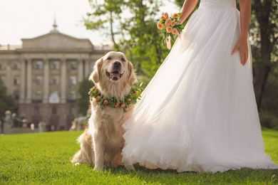 Photo of Bride and adorable Golden Retriever wearing wreath made of beautiful flowers on green grass outdoors, closeup