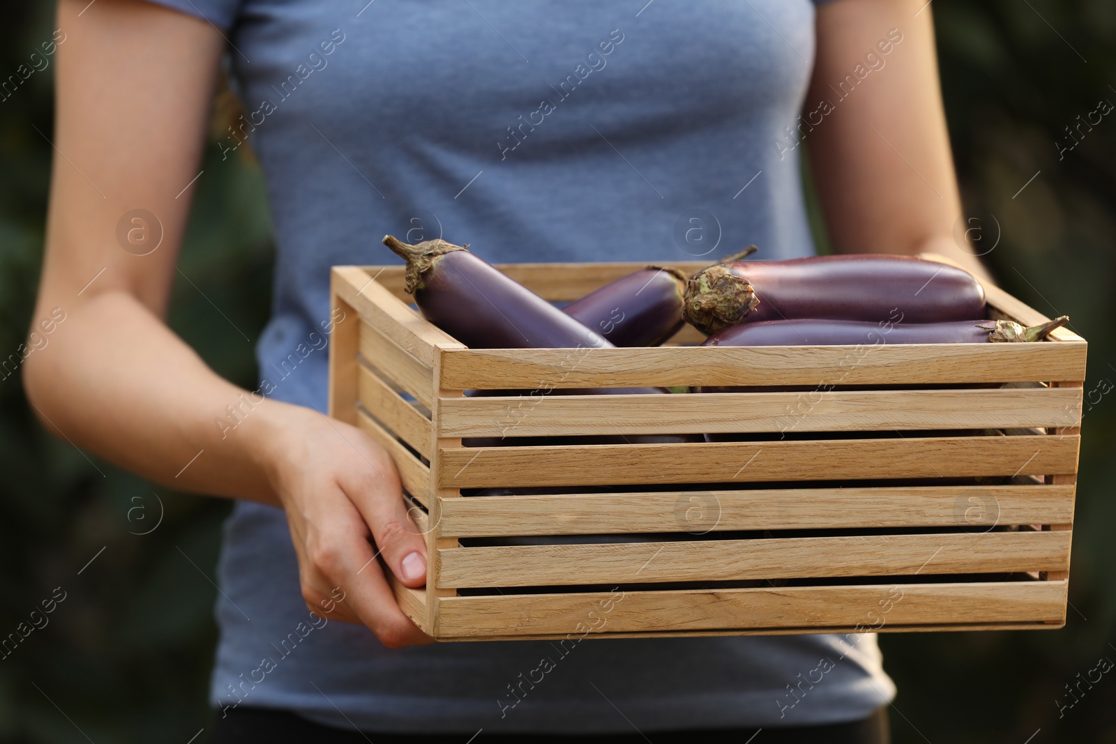 Photo of Woman holding wooden crate with ripe eggplants on blurred green background, closeup