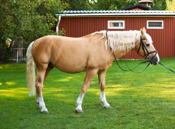 Palomino horse in bridle outdoors on sunny day