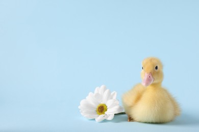 Photo of Baby animal. Cute fluffy duckling near flower on light blue background, space for text