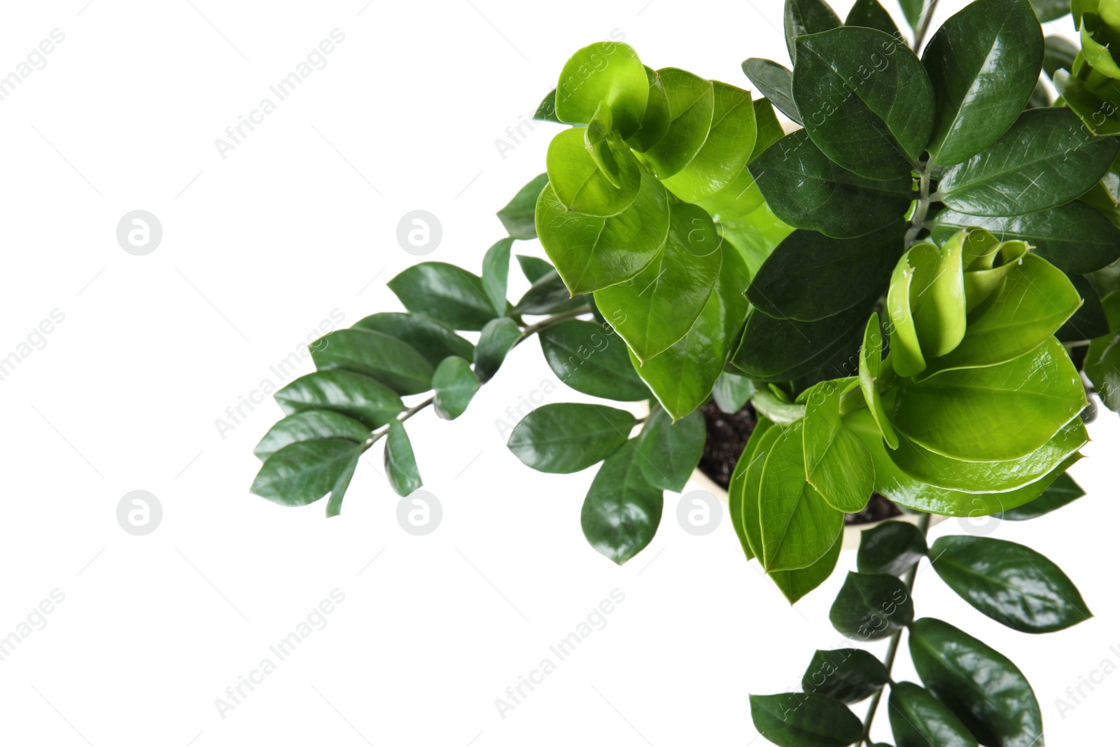 Photo of Pot with Zamioculcas home plant on white background, top view