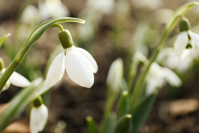 Photo of Beautiful snowdrop outdoors, closeup with space for text. Early spring flower