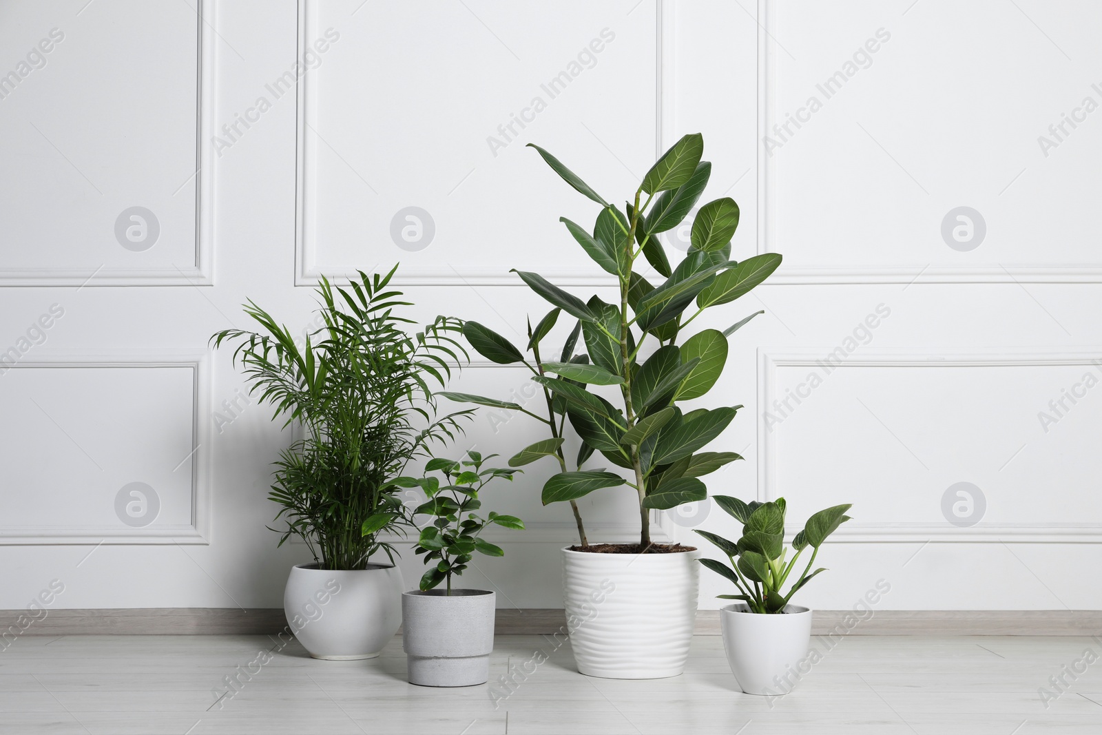 Photo of Many different houseplants in pots on floor near white wall indoors