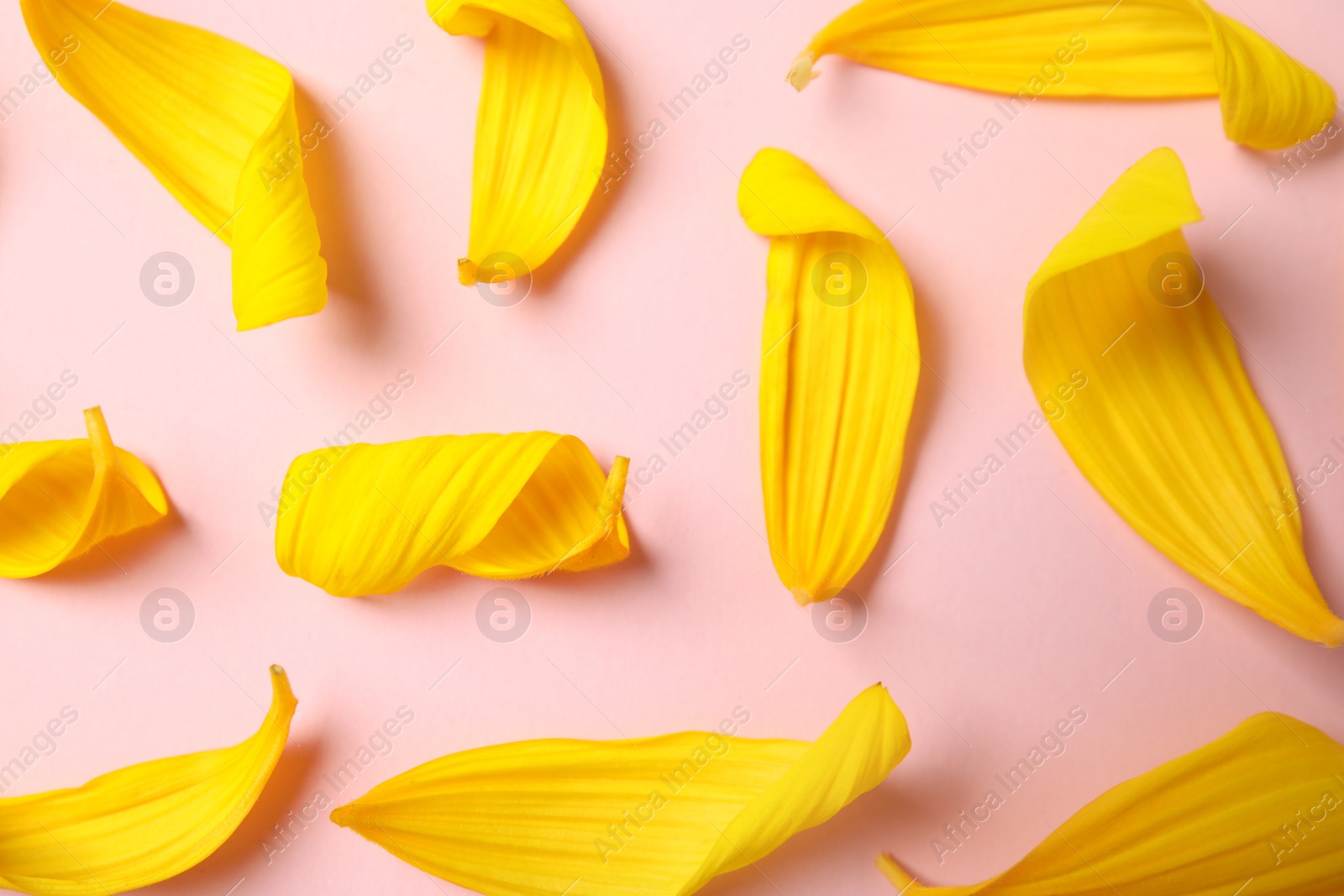 Photo of Fresh yellow sunflower petals on pink background, flat lay