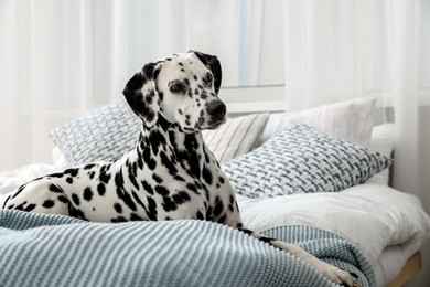 Photo of Adorable Dalmatian dog lying on bed indoors