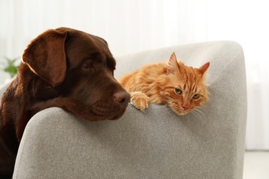 Photo of Cat and dog together on sofa indoors. Fluffy friends