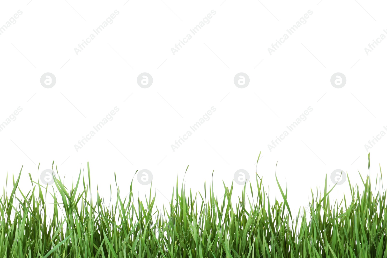 Photo of Beautiful vibrant green grass on white background