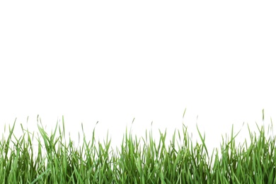 Photo of Beautiful vibrant green grass on white background