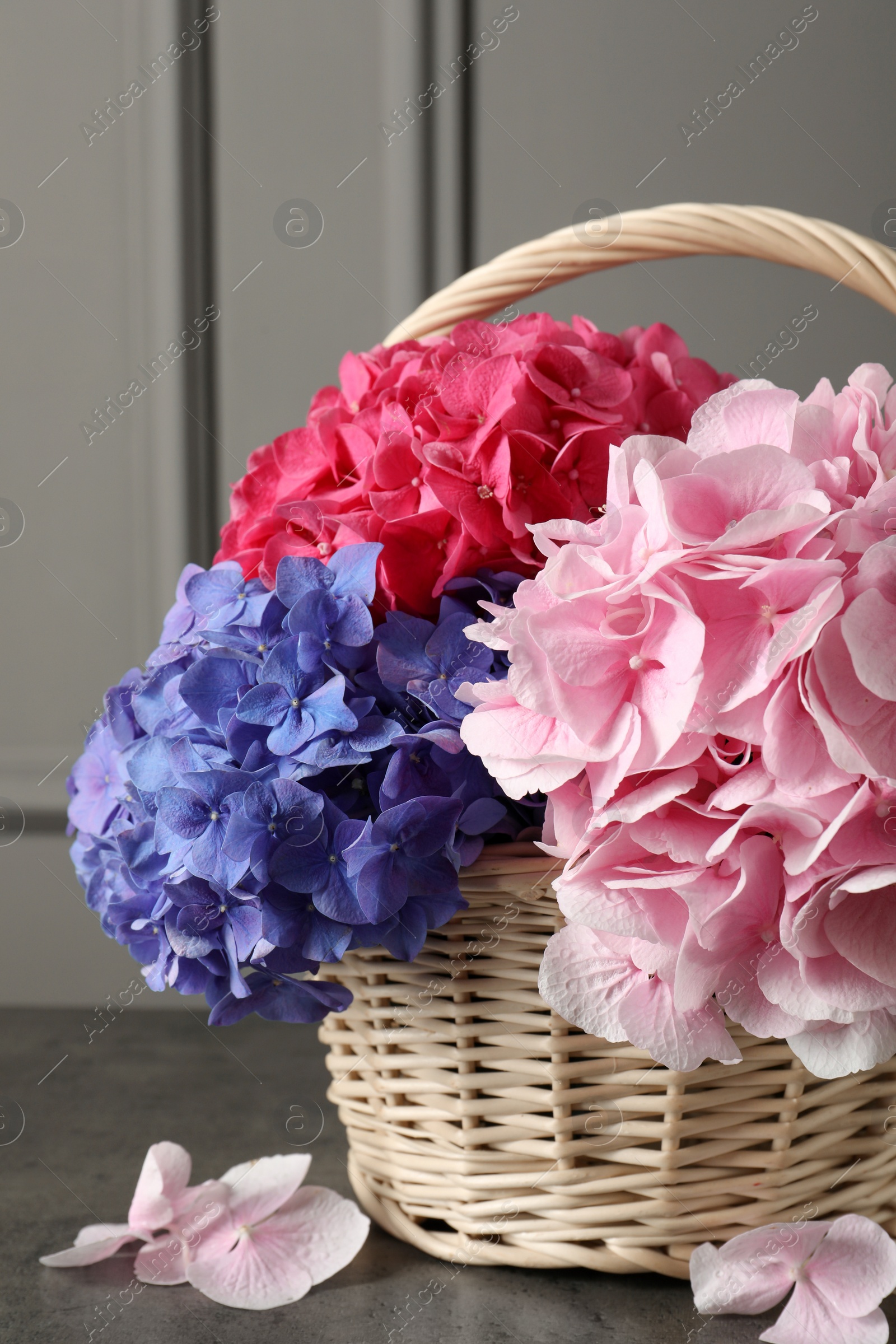 Photo of Bouquet with beautiful hortensia flowers in wicker basket on grey table, closeup