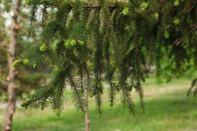 Photo of Beautiful branches of coniferous tree in park, closeup