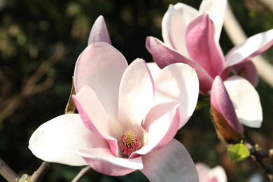 Closeup view of blossoming magnolia tree outdoors on spring day